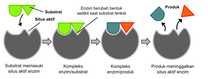 Detail Gambar Struktur Enzim Nomer 6