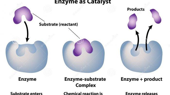 Detail Gambar Struktur Enzim Nomer 54