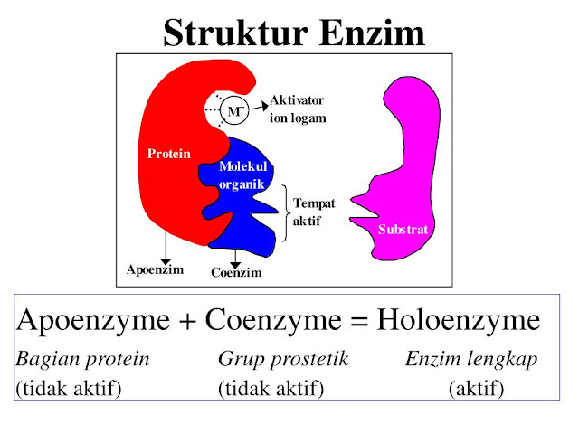 Detail Gambar Struktur Enzim Nomer 8