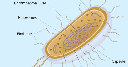 Detail Gambar Struktur Eubacteria Nomer 14