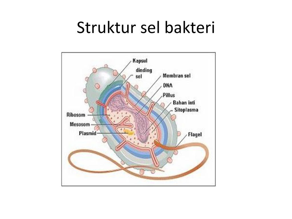 Detail Gambar Struktur Eubacteria Nomer 21