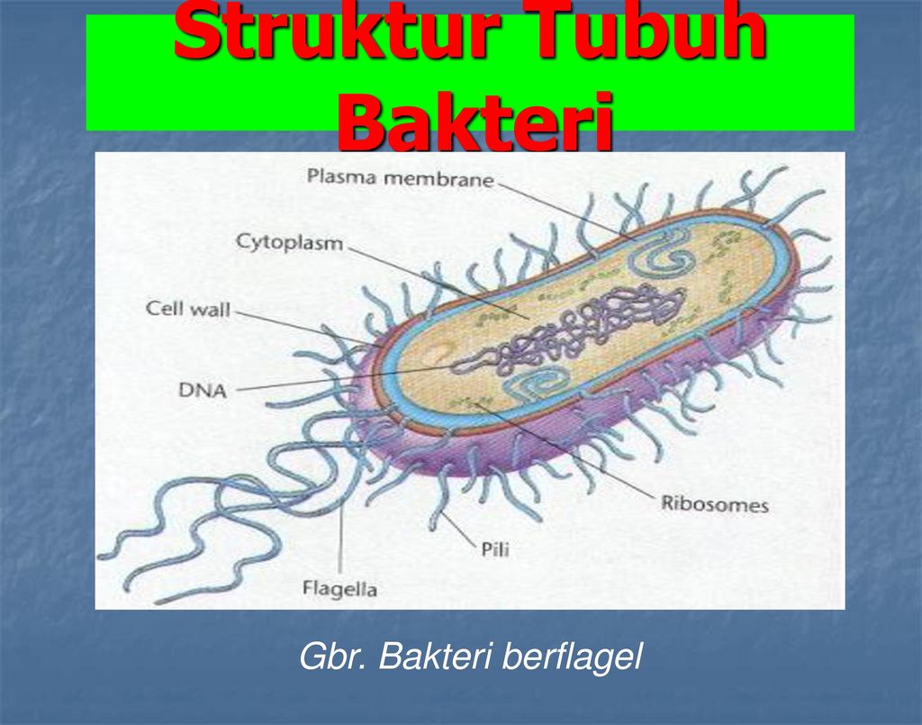 Detail Gambar Struktur Eubacteria Nomer 33