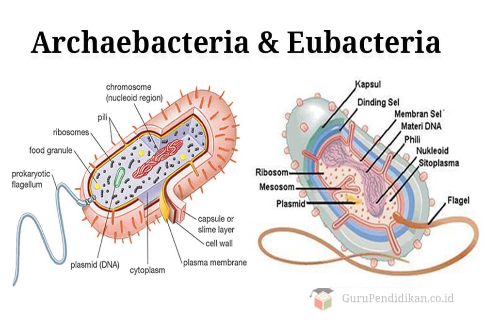 Detail Gambar Struktur Eubacteria Nomer 5