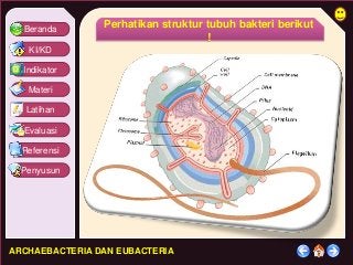 Detail Gambar Struktur Eubacteria Nomer 39