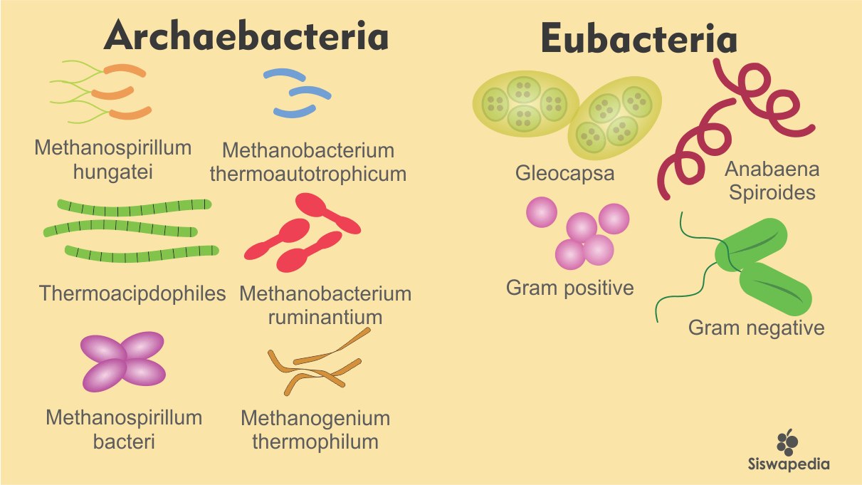 Detail Gambar Struktur Eubacteria Nomer 44