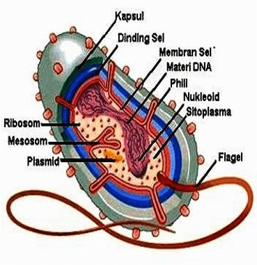 Detail Gambar Struktur Eubacteria Nomer 7