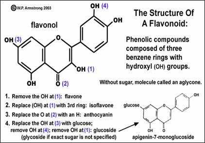 Detail Gambar Struktur Flavonoid Nomer 31