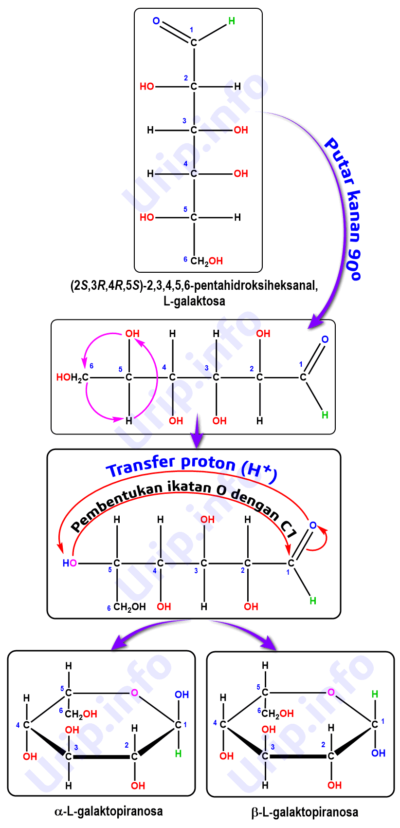 Detail Gambar Struktur Galaktosa Nomer 28