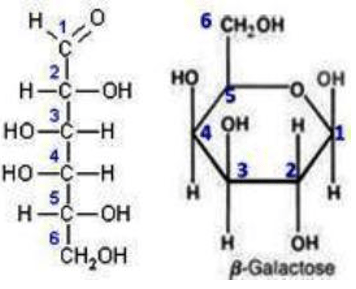 Detail Gambar Struktur Galaktosa Nomer 49