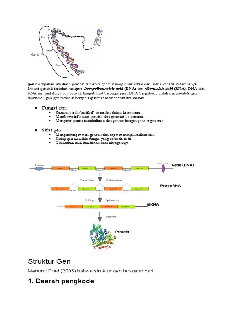 Detail Gambar Struktur Gen Nomer 34