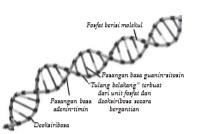 Detail Gambar Struktur Gen Nomer 51