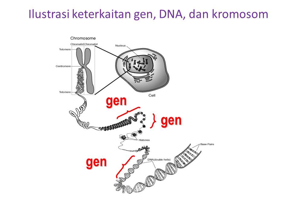 Detail Gambar Struktur Gen Nomer 52