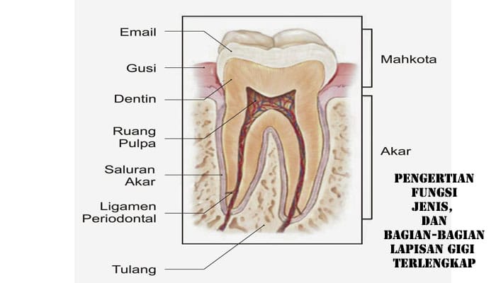 Detail Gambar Struktur Gigi Nomer 17