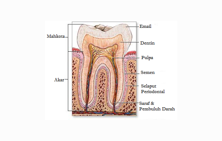 Detail Gambar Struktur Gigi Nomer 18