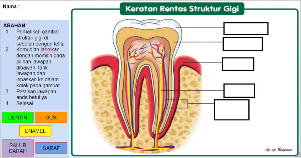 Detail Gambar Struktur Gigi Nomer 3