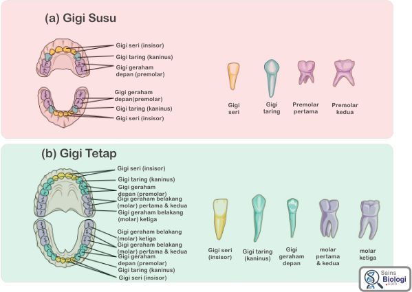 Detail Gambar Struktur Gigi Nomer 40