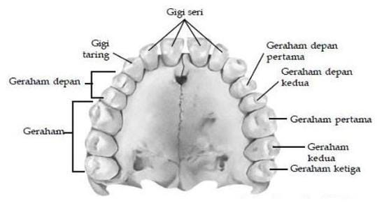 Detail Gambar Struktur Gigi Nomer 50