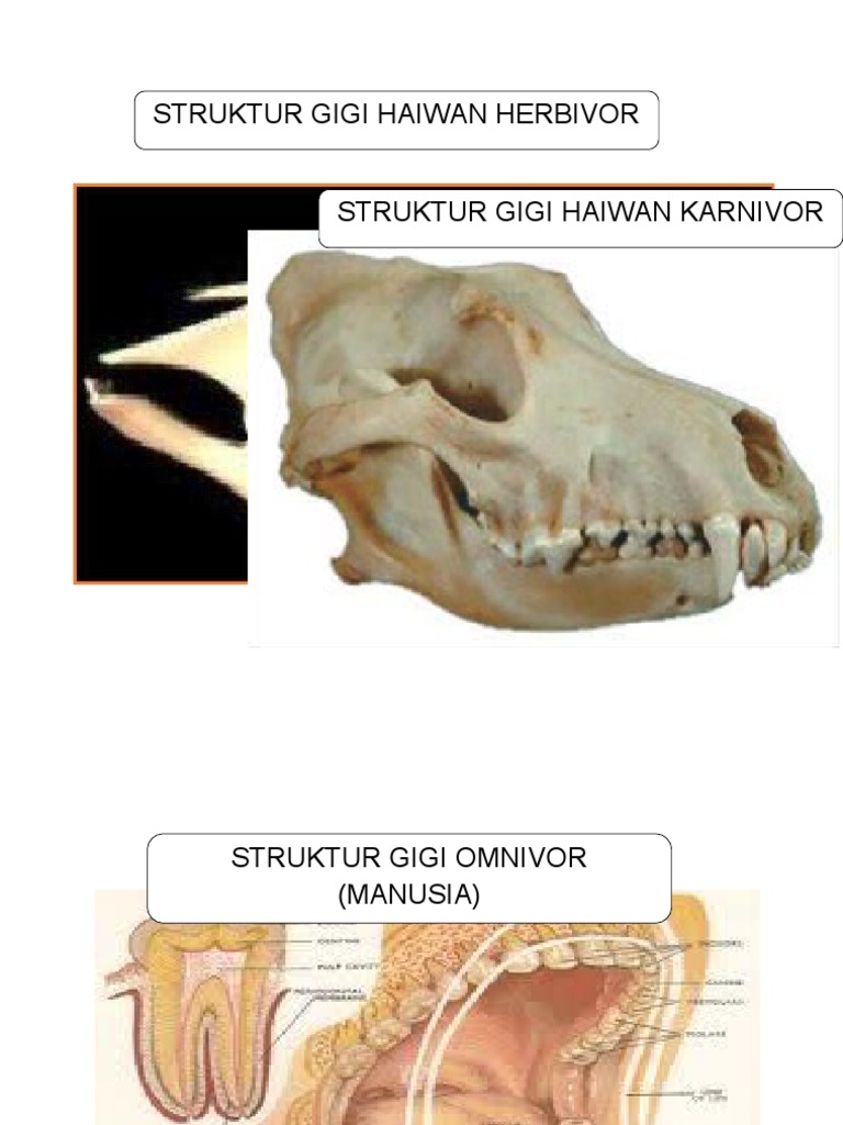 Detail Gambar Struktur Gigi Nomer 52