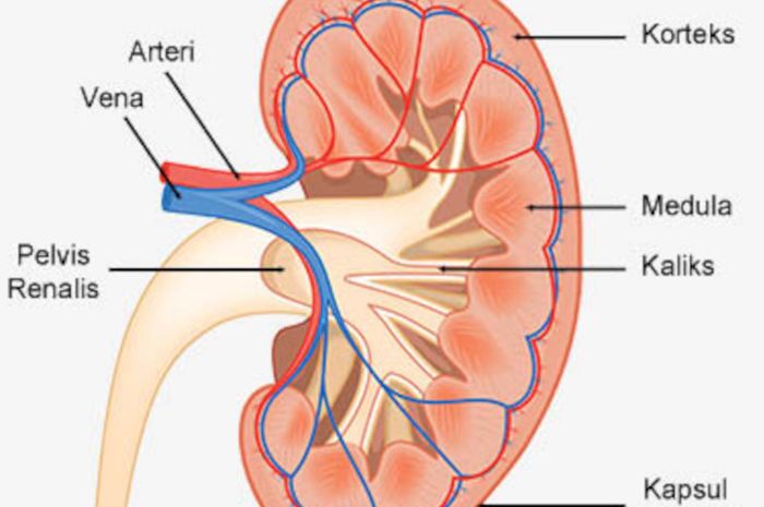 Detail Gambar Struktur Ginjal Nomer 21