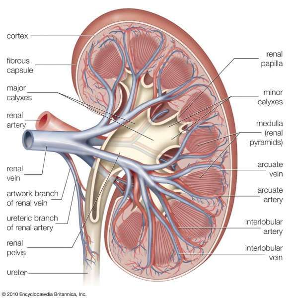 Detail Gambar Struktur Ginjal Nomer 4