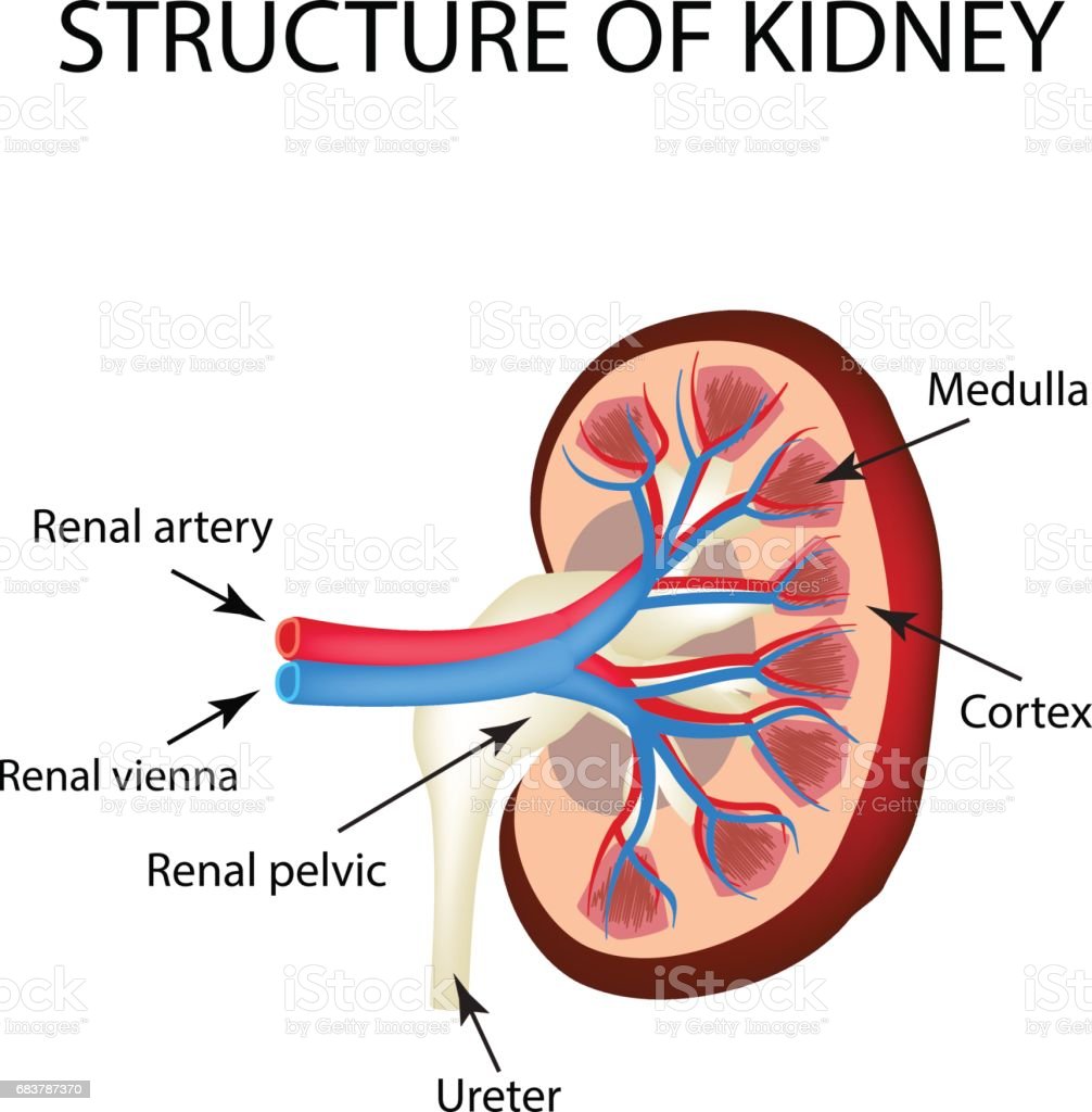 Detail Gambar Struktur Ginjal Nomer 29
