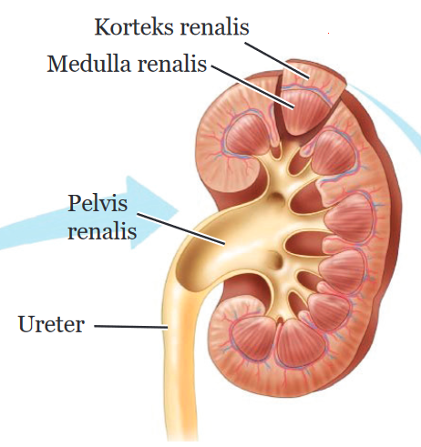 Detail Gambar Struktur Ginjal Nomer 41