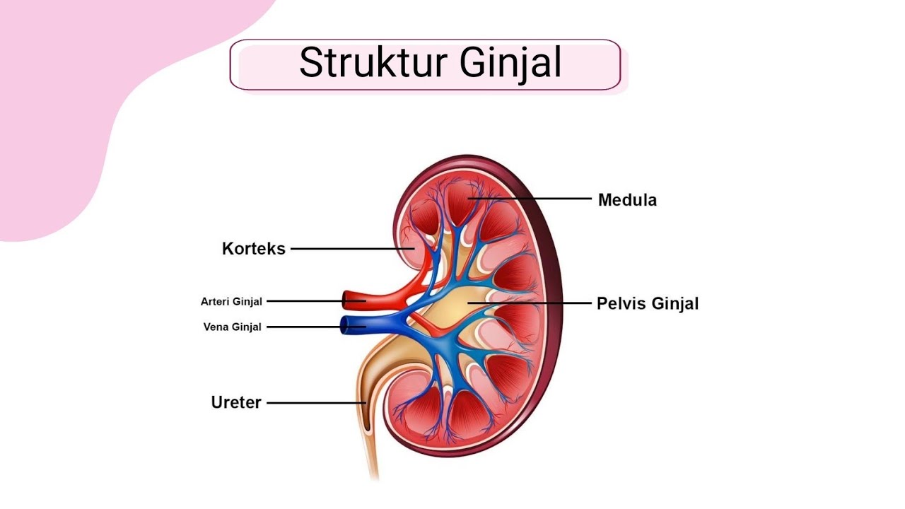 Detail Gambar Struktur Ginjal Nomer 46