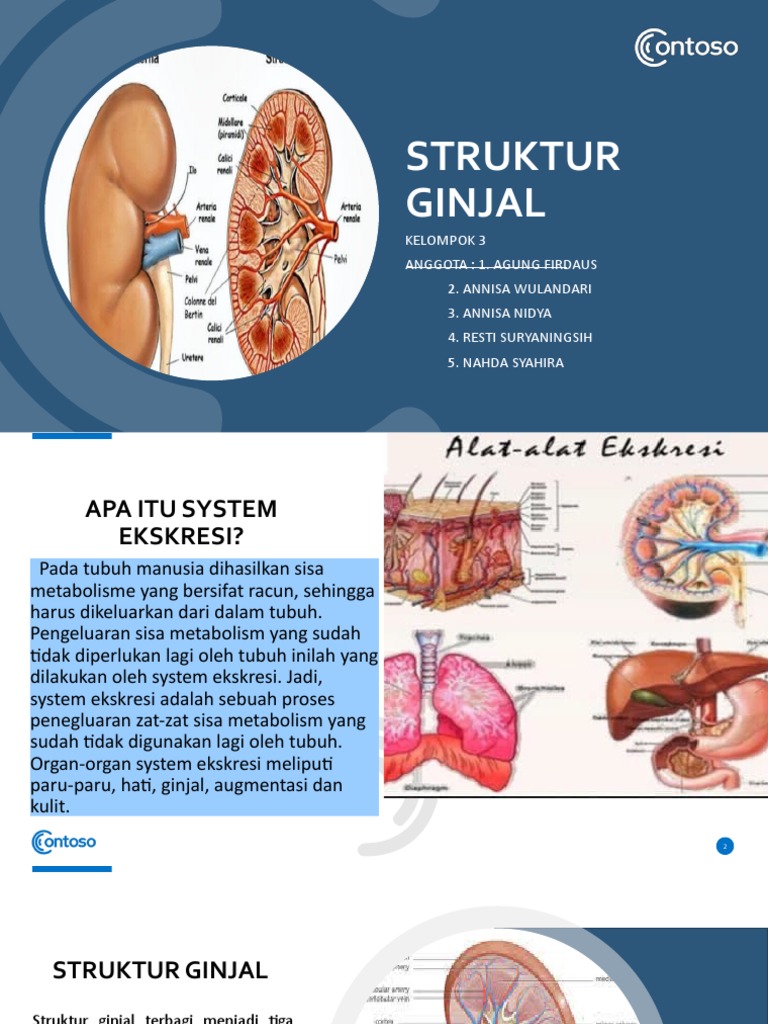 Detail Gambar Struktur Ginjal Nomer 48