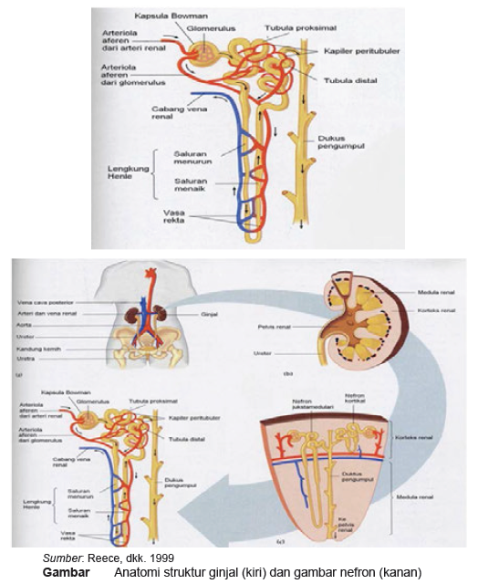 Detail Gambar Struktur Ginjal Nomer 53