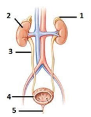 Detail Gambar Struktur Ginjal Dan Keterangannya Nomer 33