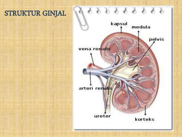 Detail Gambar Struktur Ginjal Dan Keterangannya Nomer 35