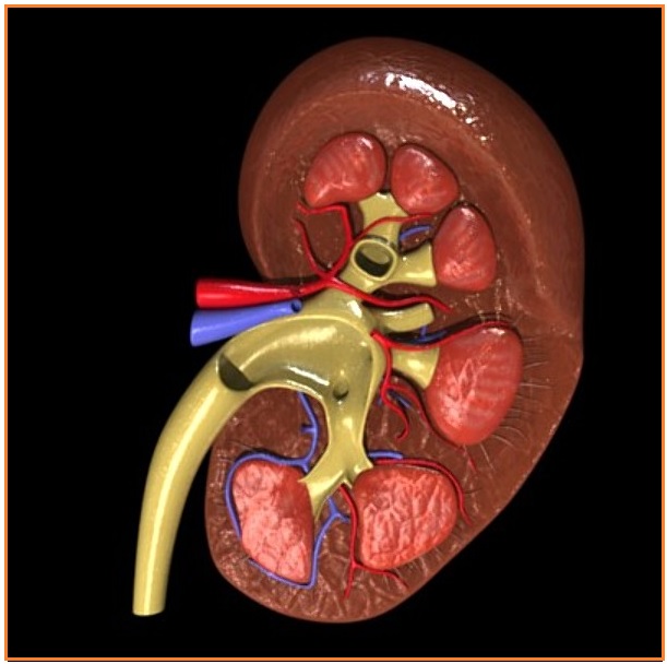 Detail Gambar Struktur Ginjal Dan Keterangannya Nomer 40