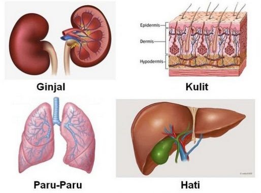 Detail Gambar Struktur Ginjal Dan Keterangannya Nomer 43