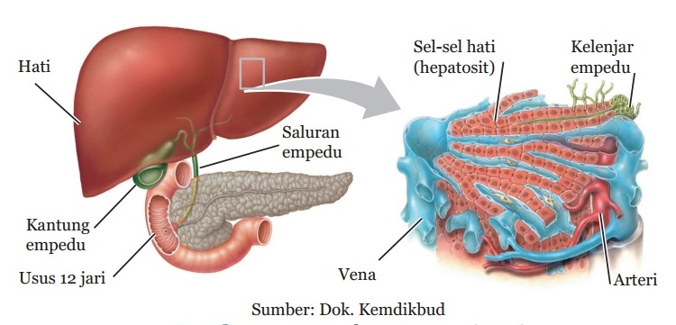 Detail Gambar Struktur Hati Nomer 18