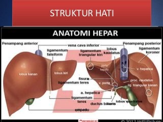 Detail Gambar Struktur Hati Nomer 21