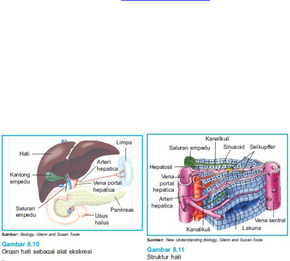 Detail Gambar Struktur Hati Nomer 22