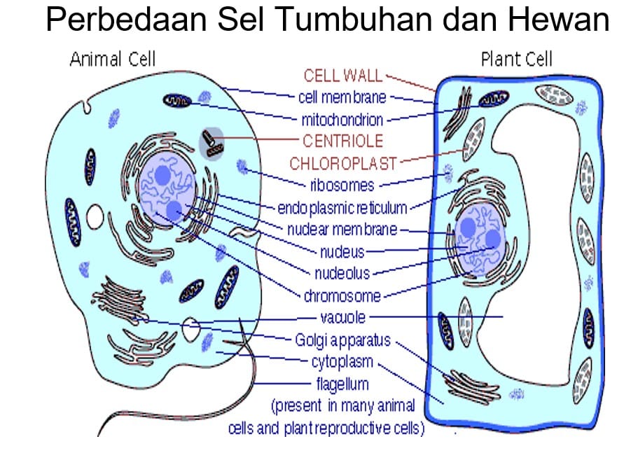 Detail Gambar Struktur Hewan Dan Tumbuhan Nomer 34