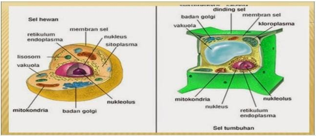 Detail Gambar Struktur Hewan Dan Tumbuhan Nomer 39