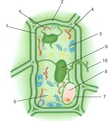 Detail Gambar Struktur Hewan Dan Tumbuhan Nomer 43