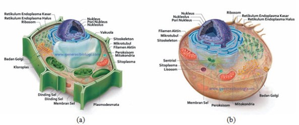 Detail Gambar Struktur Hewan Dan Tumbuhan Nomer 49
