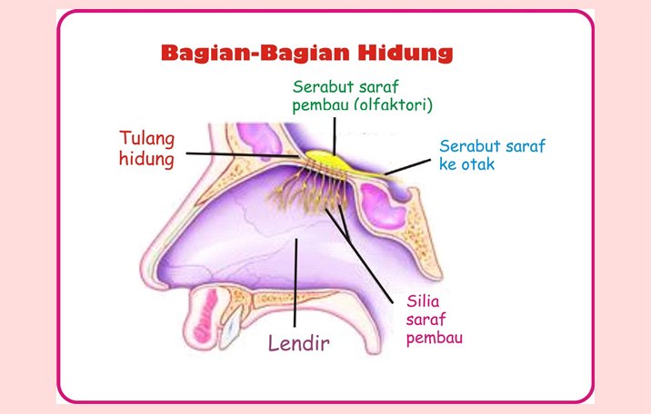 Detail Gambar Struktur Hidung Nomer 15