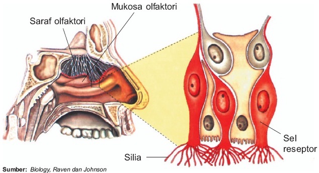 Detail Gambar Struktur Hidung Nomer 32