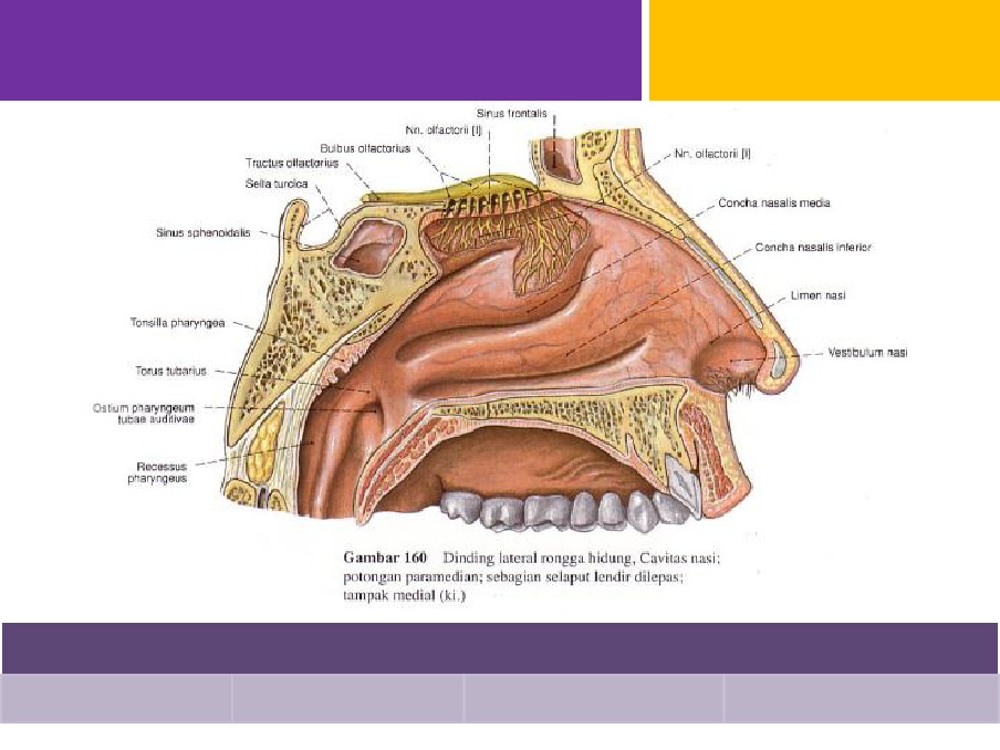 Detail Gambar Struktur Hidung Nomer 33