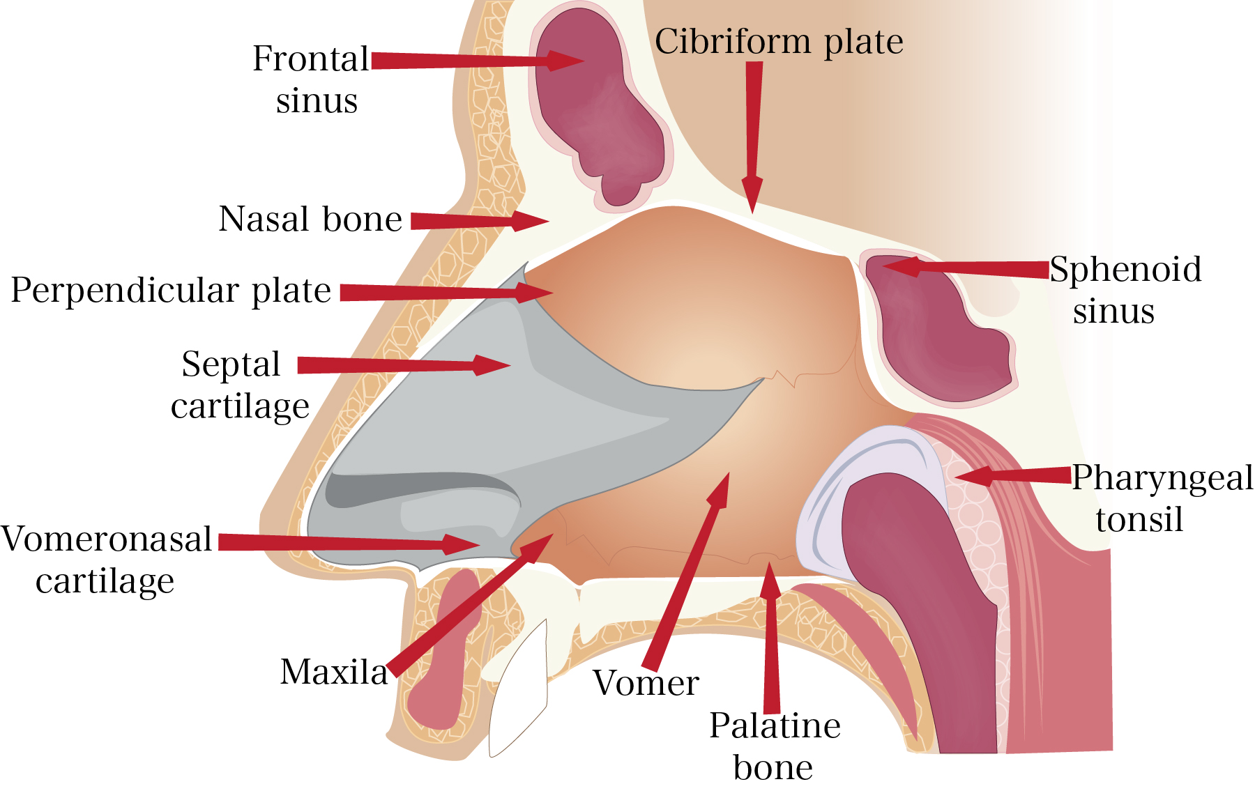 Detail Gambar Struktur Hidung Nomer 35