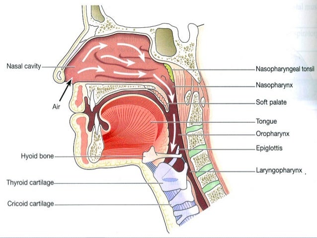 Detail Gambar Struktur Hidung Nomer 38