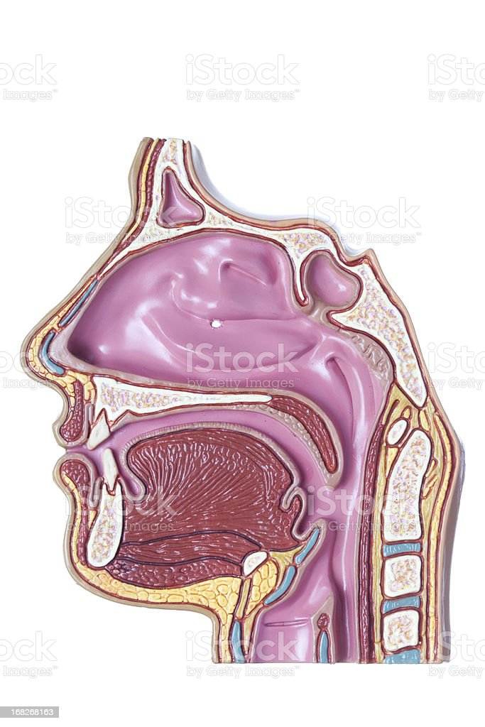 Detail Gambar Struktur Hidung Nomer 44