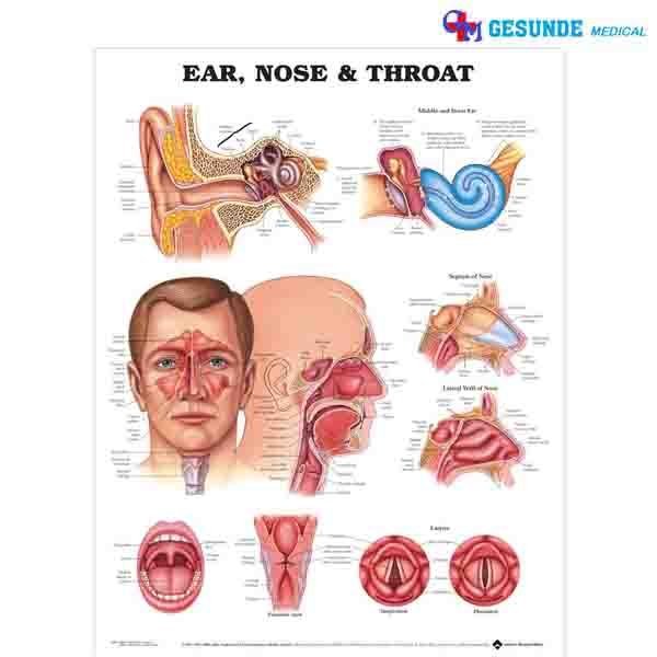 Detail Gambar Struktur Hidung Nomer 48