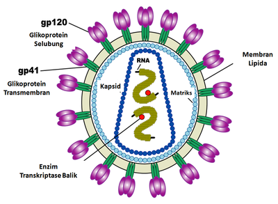 Gambar Struktur Hiv - KibrisPDR