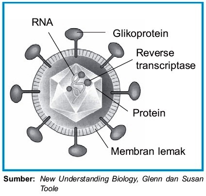 Detail Gambar Struktur Hiv Nomer 12