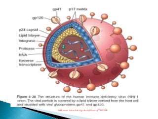 Detail Gambar Struktur Hiv Nomer 13